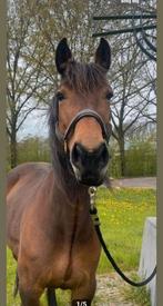 Bijrijder Bijrijdster Verzorg pony Lease pony, Ophalen of Verzenden, Nieuw