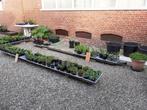Vaste planten; o.a. zonnehoed, siergras, Volle zon, Vaste plant, Zomer, Ophalen
