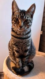 Prachtige Bengaal X Savannah kittens, Dieren en Toebehoren, Katten en Kittens | Raskatten | Korthaar, Meerdere dieren, Ontwormd