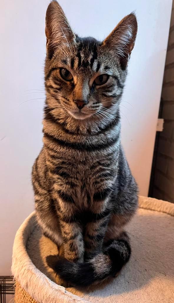 Prachtige Bengaal X Savannah kittens LAATSTE VROUWTJE, Dieren en Toebehoren, Katten en Kittens | Raskatten | Korthaar, Meerdere dieren