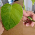 Monstera aurea variegata stek, Ophalen, Overige soorten, Minder dan 100 cm