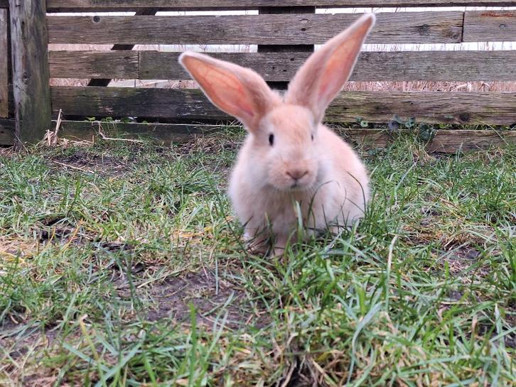 Mooie duits reuzen, Dieren en Toebehoren, Konijnen, Groot, Meerdere dieren, 0 tot 2 jaar