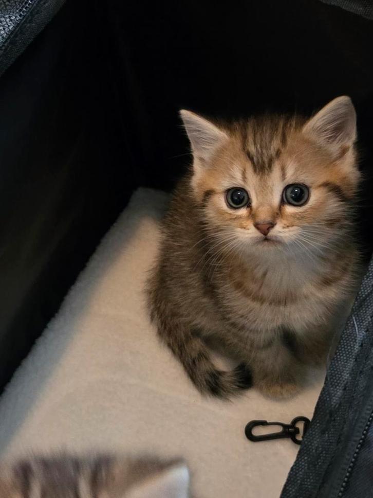 Te koop britse korthaar kitten poesje, Dieren en Toebehoren, Katten en Kittens | Raskatten | Korthaar, Poes