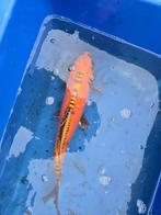 Japanse Koi Shusui