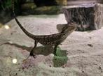 Jonge baardagamen, Dieren en Toebehoren, Hagedis