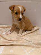 chihuahua, Dieren en Toebehoren, Honden | Chihuahua's en Gezelschapshonden, Rabiës (hondsdolheid), Reu, 8 tot 15 weken, Eén hond