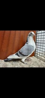 Prachtig koppel rubbela postduiven, Dieren en Toebehoren, Vogels | Duiven, Meerdere dieren, Postduif