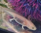Baby Axolotls leucistic, Dieren en Toebehoren, Amfibie, 0 tot 2 jaar