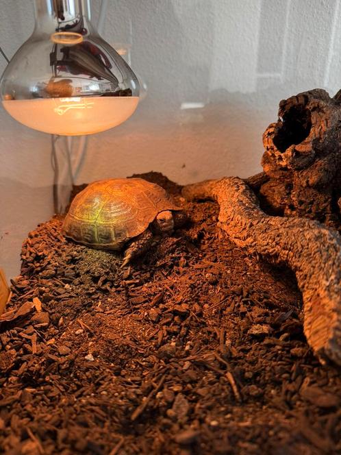 Russisch landschildpad, Dieren en Toebehoren, Reptielen en Amfibieën