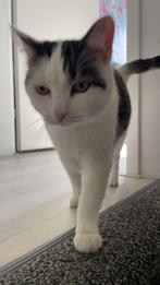 Liefdevol gezin gezocht voor onze kat Poncik, Dieren en Toebehoren, Katten en Kittens | Overige Katten, Poes