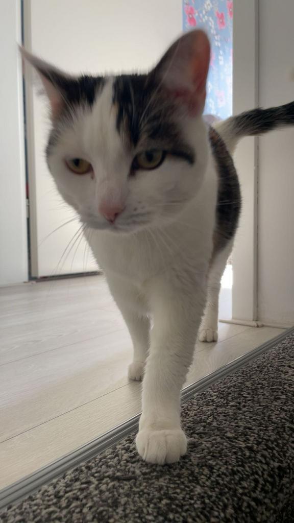 Liefdevol gezin gezocht voor onze kat Poncik, Dieren en Toebehoren, Katten en Kittens | Overige Katten, Poes