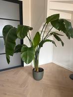 Strelitzia, Ophalen, Overige soorten, 150 tot 200 cm