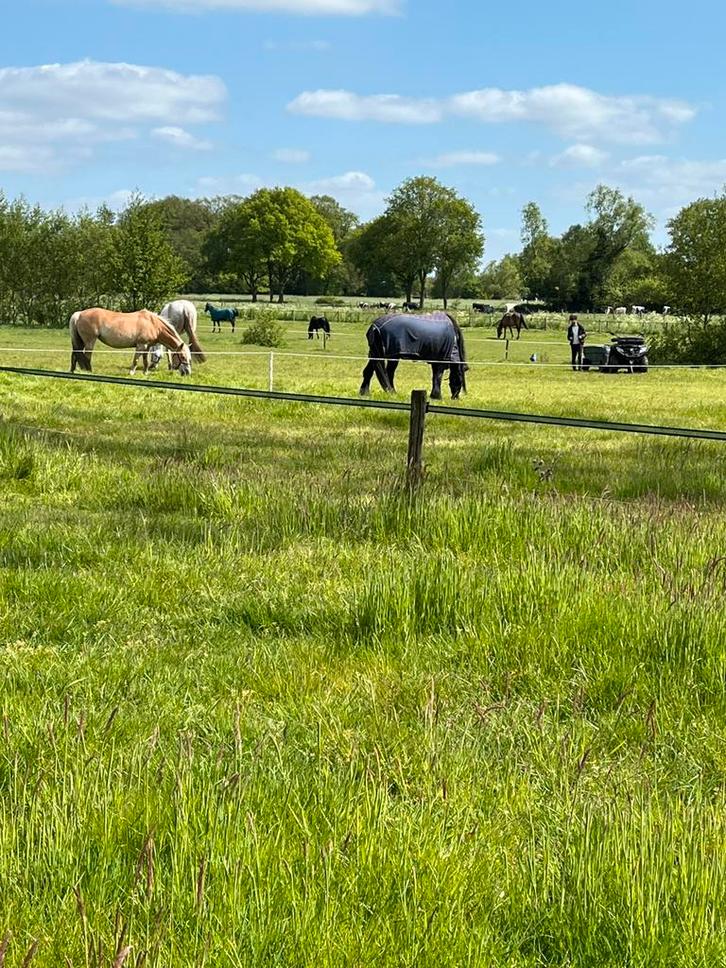 Stalling en weidegang, Dieren en Toebehoren, Stalling en Weidegang, Stalling, Weidegang
