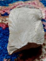 Plantfossiel Varen, Ophalen of Verzenden, Fossiel