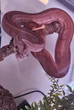 Boa constrictor imperator (bci), Slang, Tam, 0 tot 2 jaar