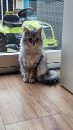 Maine coon kitten, Kater, Gechipt, 0 tot 2 jaar