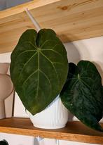 Anthurium Ace of Spades x (Warocqueanum x Waterburyanum), Ophalen, Halfschaduw, Minder dan 100 cm