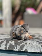 jack russel blue and tan, Dieren en Toebehoren, Jack Russell Terriër, 8 tot 15 weken, Meerdere, Meerdere dieren
