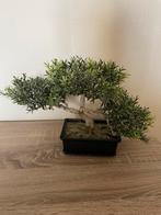 Kunst bonsai, Ophalen of Verzenden