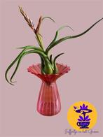 Tillandsia Caput Medusae incl. vaasje per stuk, Ophalen of Verzenden, Overige soorten, Minder dan 100 cm