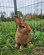 Sonoda  zoekt een huisje! ( voedster gevaccineerd ), Dieren en Toebehoren, Vrouwelijk, Klein, 0 tot 2 jaar