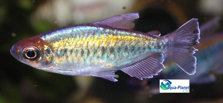 Congozalm, Dieren en Toebehoren, Vissen | Aquariumvissen, Zoetwatervis, Vis, Schoolvis