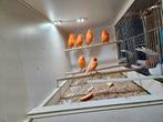 6 rode zang kanaries mannen, Dieren en Toebehoren, Vogels | Kanaries, Mannelijk, Kleurkanarie