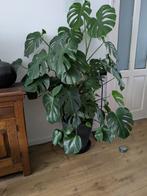 Monstera deliciosa (Gatenplant), Huis en Inrichting, Kamerplanten, Ophalen, Overige soorten, Halfschaduw, In pot