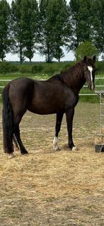 Te koop mooie 6jarige merrie, Dieren en Toebehoren, Paarden, Merrie, Minder dan 160 cm, B, 3 tot 6 jaar