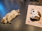 Ragdoll gecastreerde katers ZOEKEN, Dieren en Toebehoren, Kater, Gechipt, 6 jaar of ouder