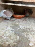 2 mooie rode jongen uit bewezen fondduif, Dieren en Toebehoren, Vogels | Duiven, Meerdere dieren, Postduif