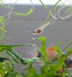 Jonge / baby Guppies : 10 stuks voor € 5, Dieren en Toebehoren, Vissen | Aquariumvissen, Vis, Zoetwatervis, Schoolvis
