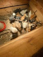 Usa zijdehoen kuikentje, Dieren en Toebehoren, Pluimvee, Geslacht onbekend, Kip
