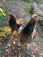 Brahma haantjes, Dieren en Toebehoren, Pluimvee, Mannelijk, Kip