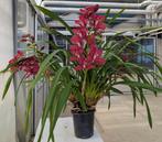 Mini Cymbidium, Tuin en Terras, Ophalen, Vaste plant, Volle zon