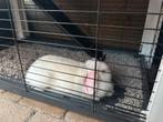 Heel lief, tam konijntje met groot hok (Ferplast), Dieren en Toebehoren, Konijnen, Vrouwelijk, Middelgroot, Hangoor, 0 tot 2 jaar