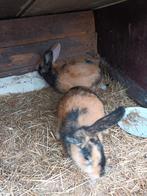 2 leuke voedsters, Dieren en Toebehoren, Konijnen, Vrouwelijk, Groot