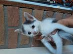 1 kitten, Poes, Kortharig, 0 tot 2 jaar