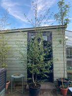 Betula pendula ‘Laciniata’ meerstammig 250cm, Tuin en Terras, Planten | Bomen, Ophalen, Overige soorten