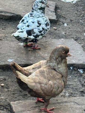 Te koop heel oud koppel kingduiven king duiven beschikbaar voor biedingen
