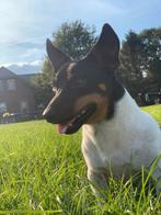 Dekreu Jack Russel, Dieren en Toebehoren, Honden | Dekreuen, Reu, 1 tot 2 jaar, CDV (hondenziekte), Eén hond