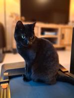 Super lieve zwarte poes, Dieren en Toebehoren, Poes, Kortharig, 3 tot 5 jaar