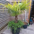 Palmboom 170cm van af de grond, Tuin en Terras, Planten | Bomen, Volle zon, Ophalen of Verzenden, Palmboom