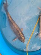 Koi karper 55/60cm, Dieren en Toebehoren, Vissen | Vijvervissen, Karper of Koi