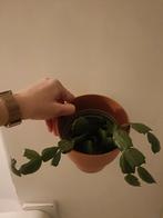 Lidcactus in oranje potje, Ophalen, Halfschaduw, Minder dan 100 cm