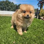 Tekoop mooie dwergkees pups, Dieren en Toebehoren, Nederland, Keeshond, CDV (hondenziekte), 8 tot 15 weken