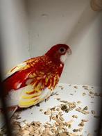 Vele kleuren Rosella's, Dieren en Toebehoren, Meerdere dieren, Parkiet