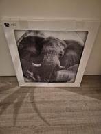 Olifant Glas Schilderij 50cm, Ophalen, Zo goed als nieuw