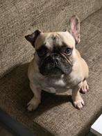 Te koop.franse bulldog man, Dieren en Toebehoren, Honden | Bulldogs, Pinschers en Molossers, Reu, 1 tot 2 jaar, Bulldog, Eén hond