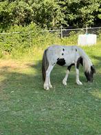 minitinker, Dieren en Toebehoren, Gechipt, B pony (1.17m tot 1.27m), Meerdere dieren, Tuigpony